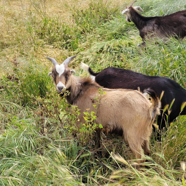 1 Boer, LaMancha - Kid - Bucks