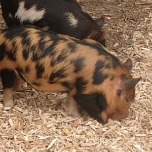 11 Purebred Litter - Kunekune