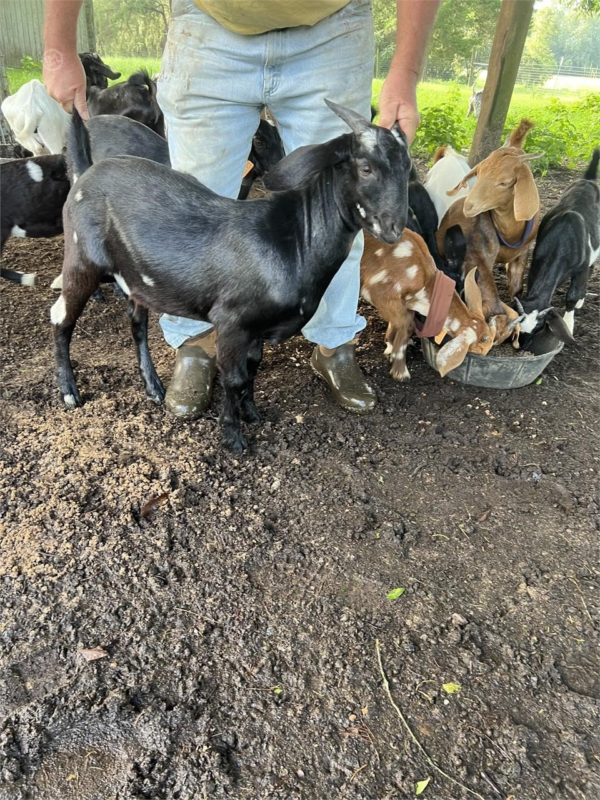 4 Purebred Boer - Bucks