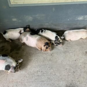 4 Purebred Litter