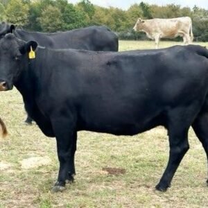 40 Angus, Charolais, Red Angus - Cows