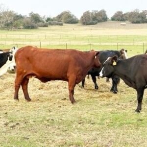 40 Angus, Red Angus - Cows