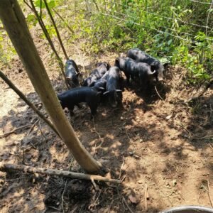 5 Purebred Boars - Mulefoot