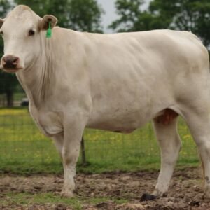 50 Angus, Charbray, Charolais, Hereford, Red Angus - Cows