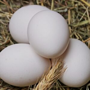 Austra White Hatching Eggs