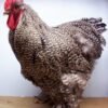 Barred Cochin Standard Chicken