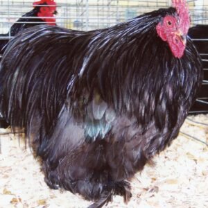 Black Cochin Bantams