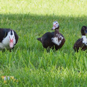 Black Muscovy Ducks