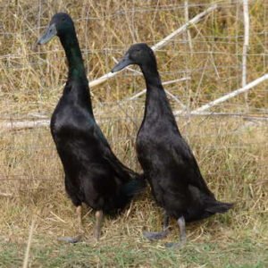 Black Runner Ducks