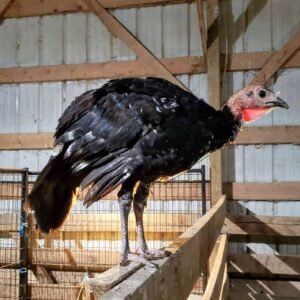 Black Slate Turkey