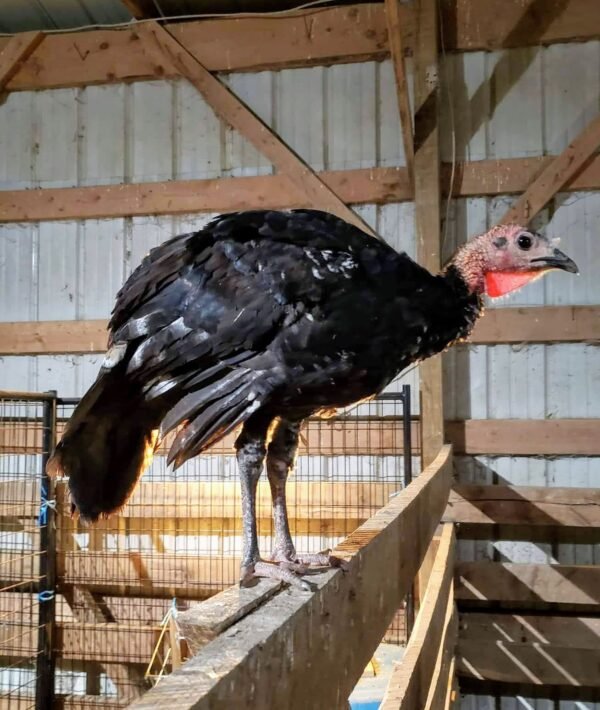 Black Slate Turkey