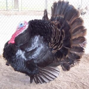 Black Spanish Turkey