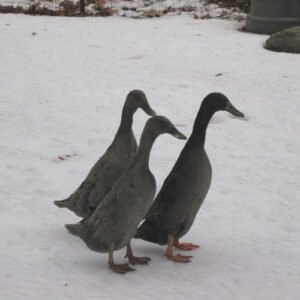 Blue Runner Ducks