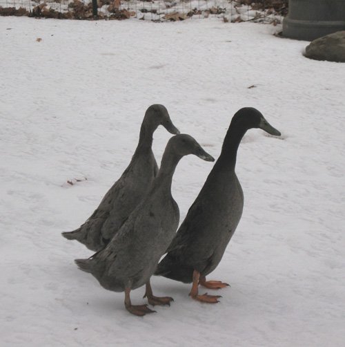 Blue Runner Ducks