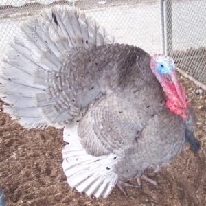 Blue Slate Turkey