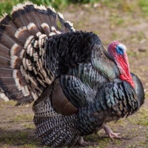 Broad Breasted Bronze Turkey