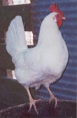 California White Chicken