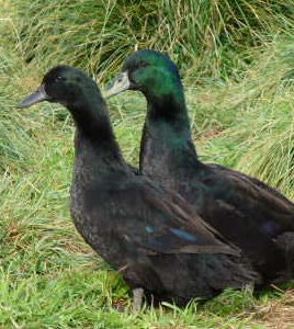 Cayuga Ducks