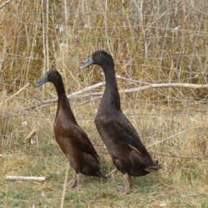 Chocolate Runner Ducks