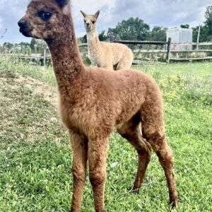 Cracklin' Rosie - Huacaya Cria Female Alpacas