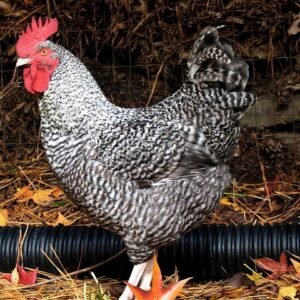 Cuckoo Marans Chicken