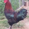 French Black Copper Marans Chicken