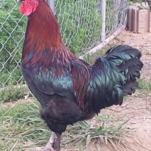 French Black Copper Marans Chicken