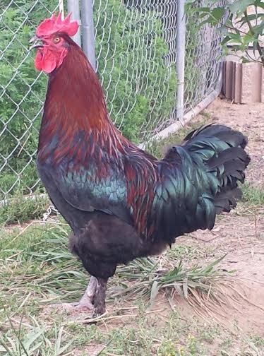 French Black Copper Marans Chicken