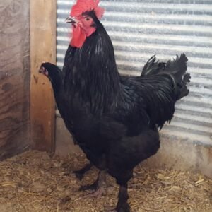 French Black Marans Chicken