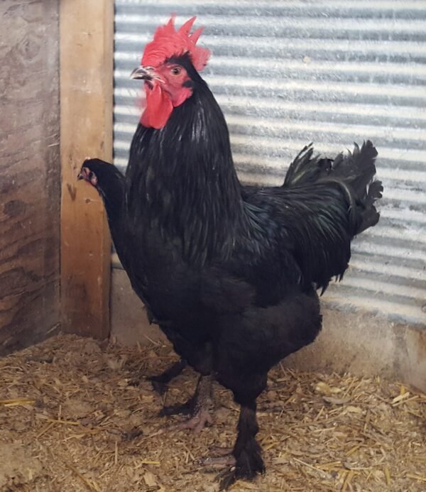 French Black Marans Chicken