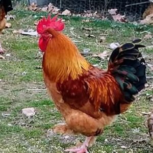 French Black Tailed Red Marans