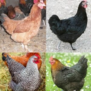 French Marans Female Surplus