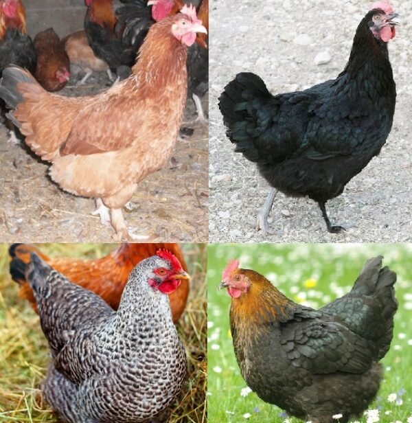 French Marans Female Surplus