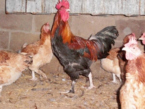 French Wheaten Marans Chicken