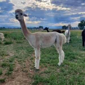 Huacaya Herd Alpacas