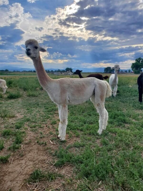 Huacaya Herd Alpacas