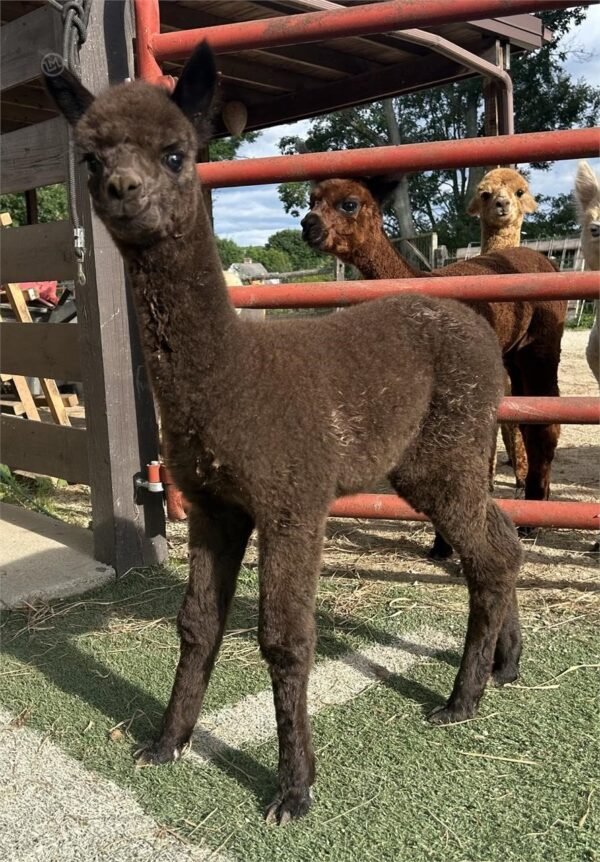 Independence - Huacaya Cria Male Alpacas