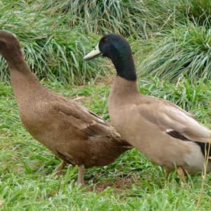 Khaki Campbell Ducks