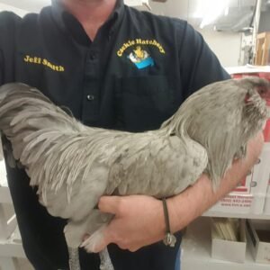 Lavender Ameraucana Chicken