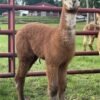 Liberty - Huacaya Cria Female Alpacas