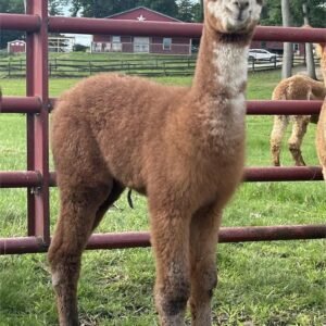 Liberty - Huacaya Cria Female Alpacas