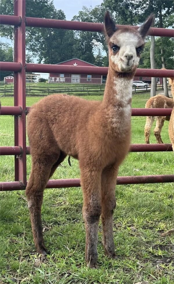 Liberty - Huacaya Cria Female Alpacas