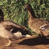 Mallard Ducks_