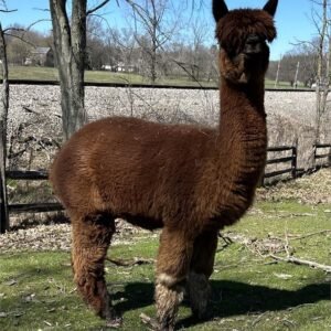 Muckboots - Huacaya Bred Female Alpacas