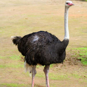 Ostrich For Sale