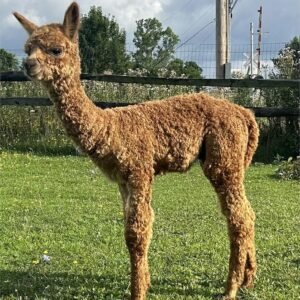 Peanut - Huacaya Cria Male Alpacas