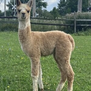 Pure Passions Apollo - Huacaya Cria Male Alpacas