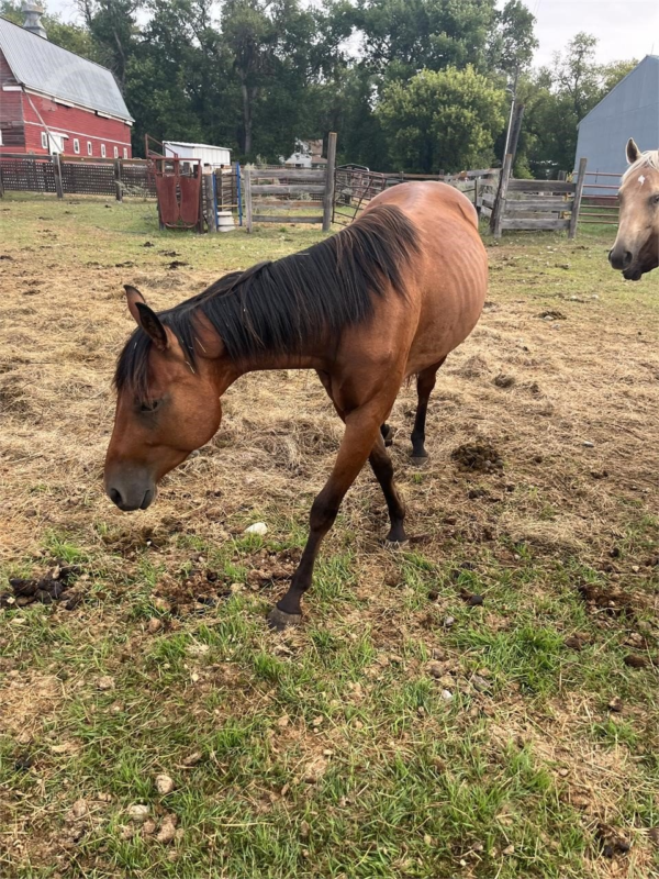 Quarter Horse Gelding _9248