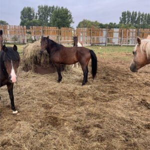 Quarter Horse Mare