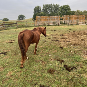 Quarter Horse Mare